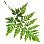 紫萁根