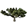 개발용 식생89 -DragonTree_02