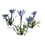 개발용 식생125-Crop_Saffron_b_02