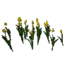 개발용 식생145-Crop_TulipY_01_cc