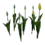 개발용 식생153-Crop_TulipY_03_aa