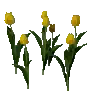 개발용 식생155-Crop_TulipY_03_cc