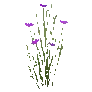 개발용 식생181-Flower_b_a_02