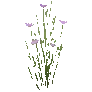 개발용 식생182-Flower_b_a_03