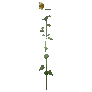 개발용 식생213-Sunflower_01_cc
