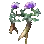 千年草