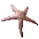 金刚海星