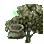 神秘橄榄种子
