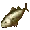 金光长鳍金枪鱼