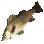 黄金宽光鲈