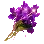 紫罗兰