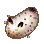 海兔