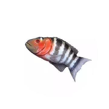 橫帶唇魚知识图标