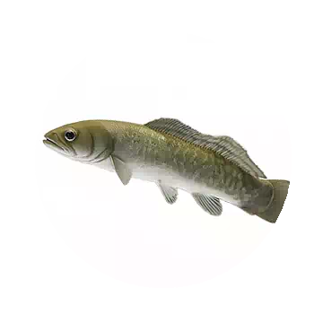 弓鰭魚知识图标