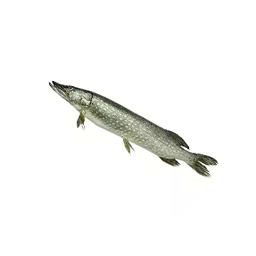 白斑狗魚知识图标