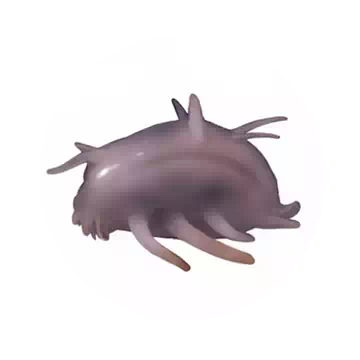 海猪知识图标