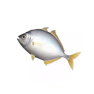 高体若鱼知识图标