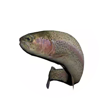 鳟鱼知识图标