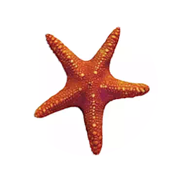 海星知识图标