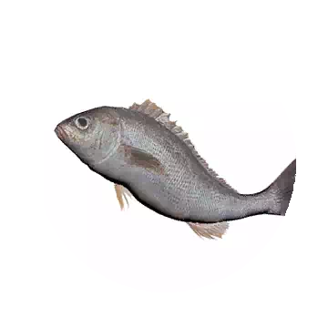 銀雞魚知识图标