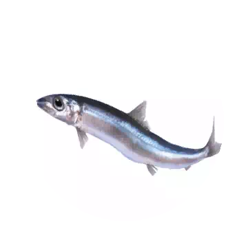 圓鯡魚知识图标