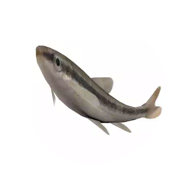扁吻鮈魚知识图标