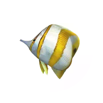 蝴蝶魚知识图标