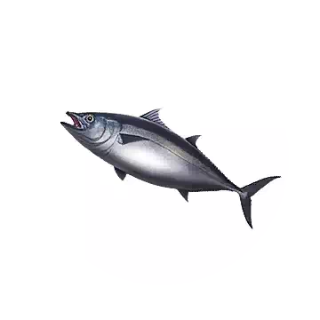 黑鮪魚知识图标