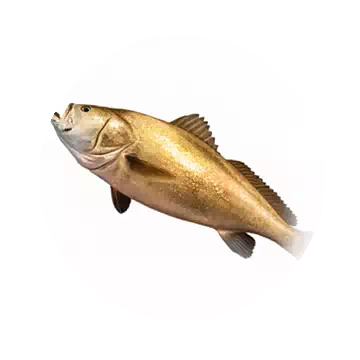 黃唇魚知识图标
