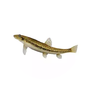 鰍魚知识图标