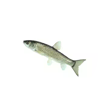 草魚知识图标
