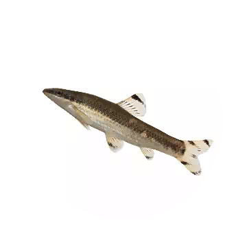 黑扁吻鮈魚知识图标