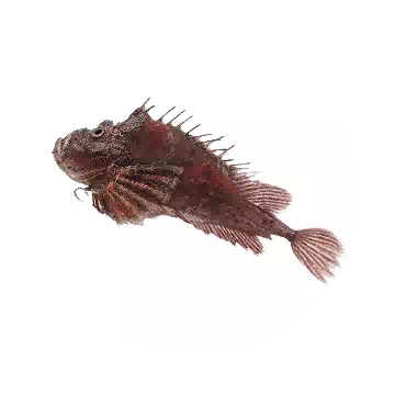虎蝎鱼知识图标