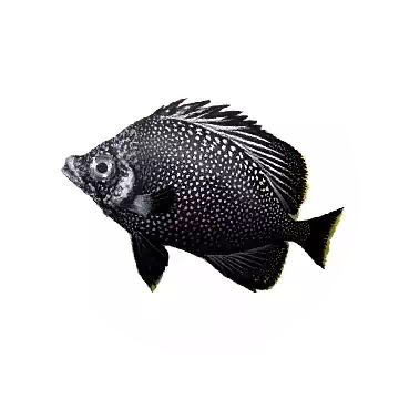 鍛鐵蝴蝶魚知识图标