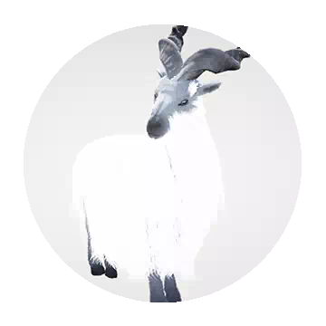 雪原捻尖羊知识图标