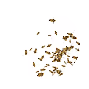 小蜜蜂知识图标
