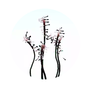刺觸鬚知识图标