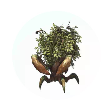 沼泽寄居蟹知识图标