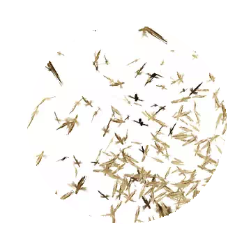 蝗虫群知识图标