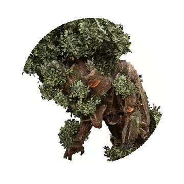生根的古木安特知识图标