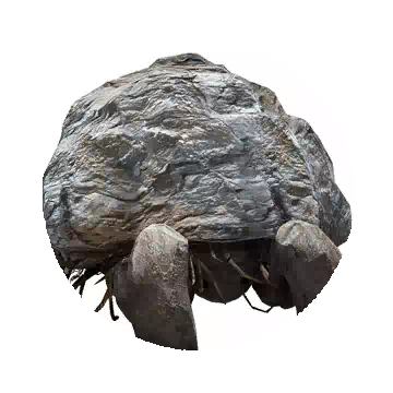 女王背石蟹知识图标