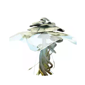 绒毛泡沫蘑菇知识图标