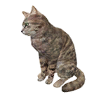 猫外观方案 12