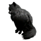 猫外观方案 2