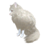 猫外观方案 1