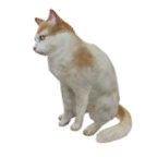 猫外观方案 1