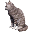 猫外观方案 4