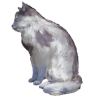 猫外观方案 5