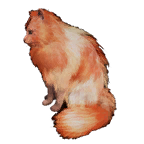 猫外观方案 9