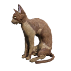 猫外观方案 8